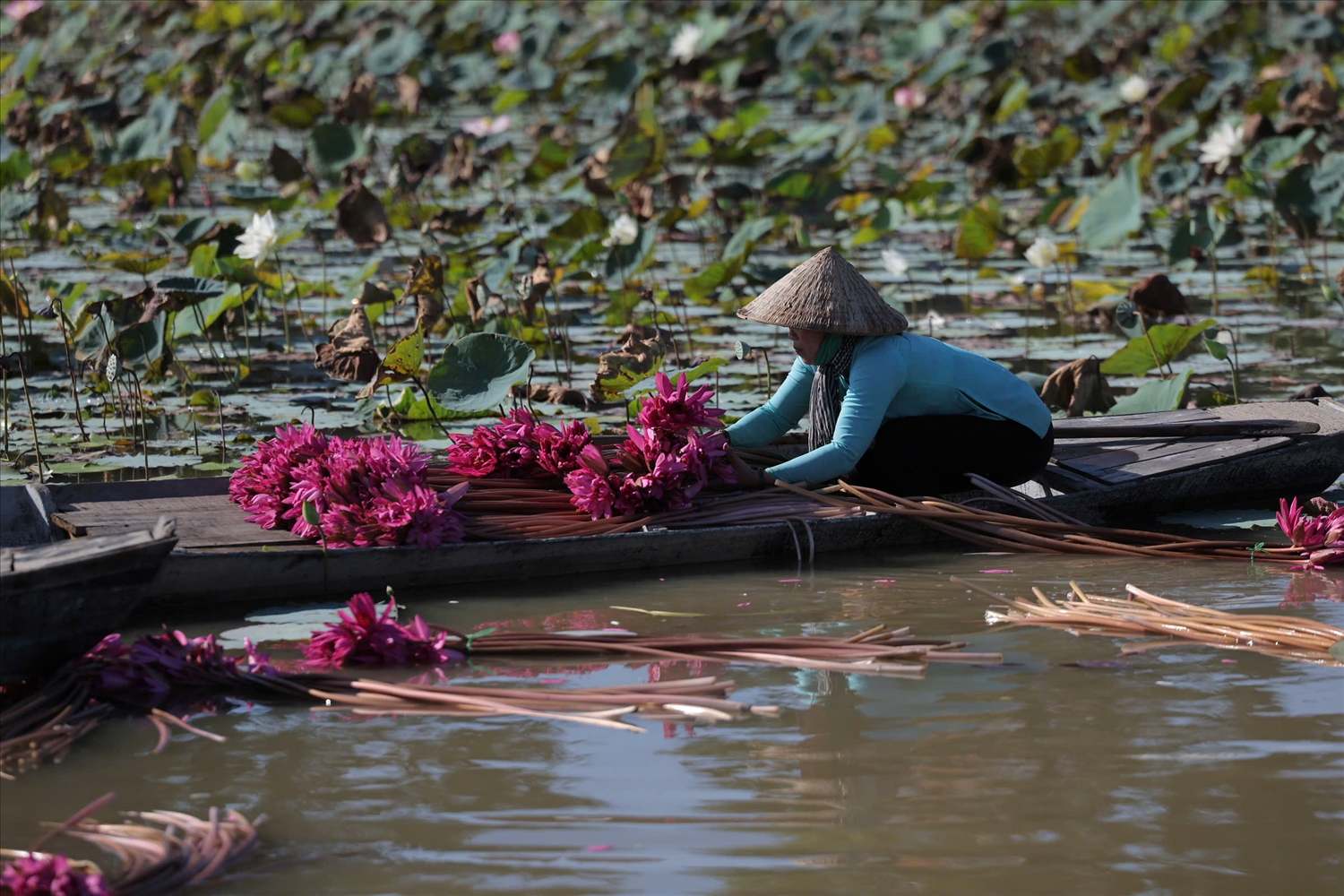 Những sắc hoa "gọi mùa" trên đồng nước nổi miền Tây Những sắc hoa "gọi mùa" trên đồng nước nổi miền Tây