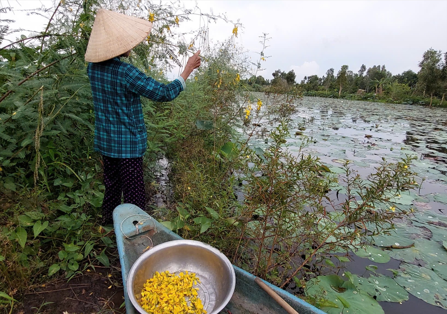 Những sắc hoa "gọi mùa" trên đồng nước nổi miền Tây Những sắc hoa "gọi mùa" trên đồng nước nổi miền Tây