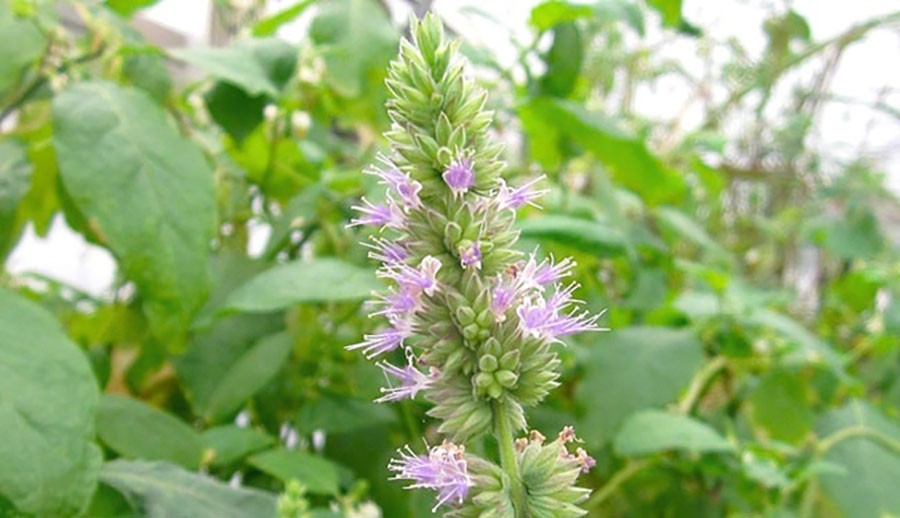 10 loại nước uống từ thảo dược tốt cho sức khỏe trong mùa đông lạnh 10 loại nước uống từ thảo dược tốt cho sức khỏe trong mùa đông lạnh