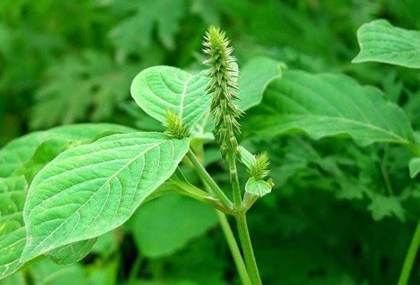 10 loại nước uống từ thảo dược tốt cho sức khỏe trong mùa đông lạnh 10 loại nước uống từ thảo dược tốt cho sức khỏe trong mùa đông lạnh