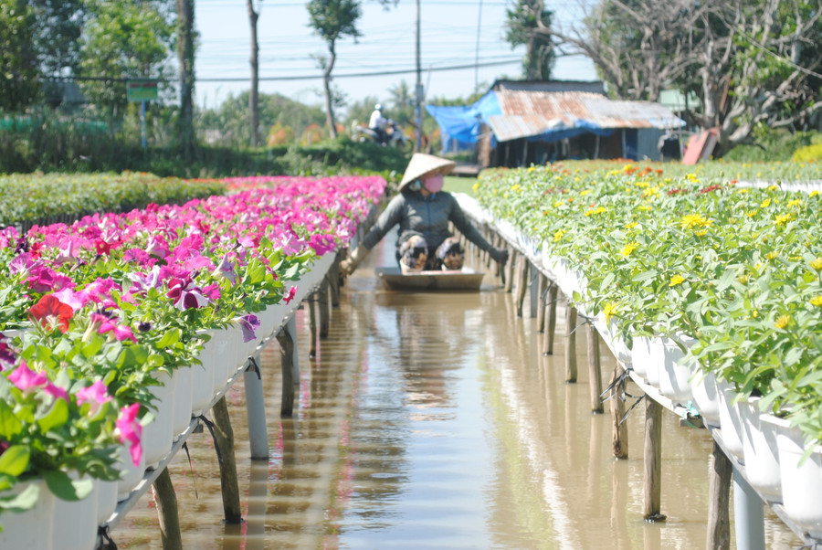 Festival Hoa - Kiểng Sa Đéc tôn vinh nghề trồng hoa, kiểng hơn 100 năm