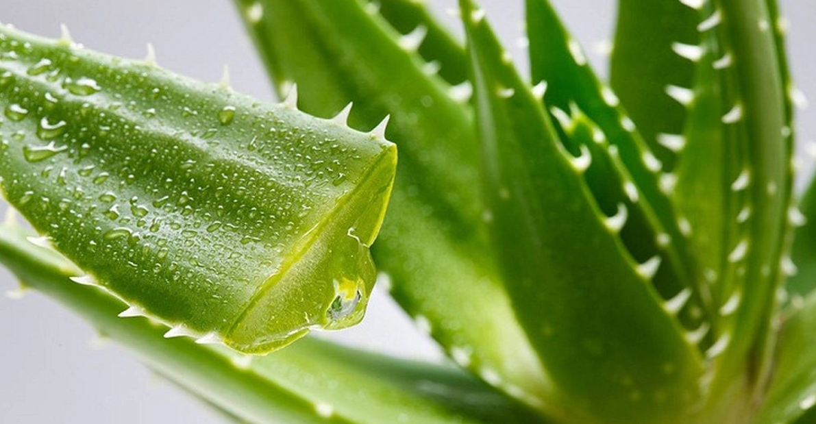 Nha đam: "Thần dược" cho sức khỏe và sắc đẹp