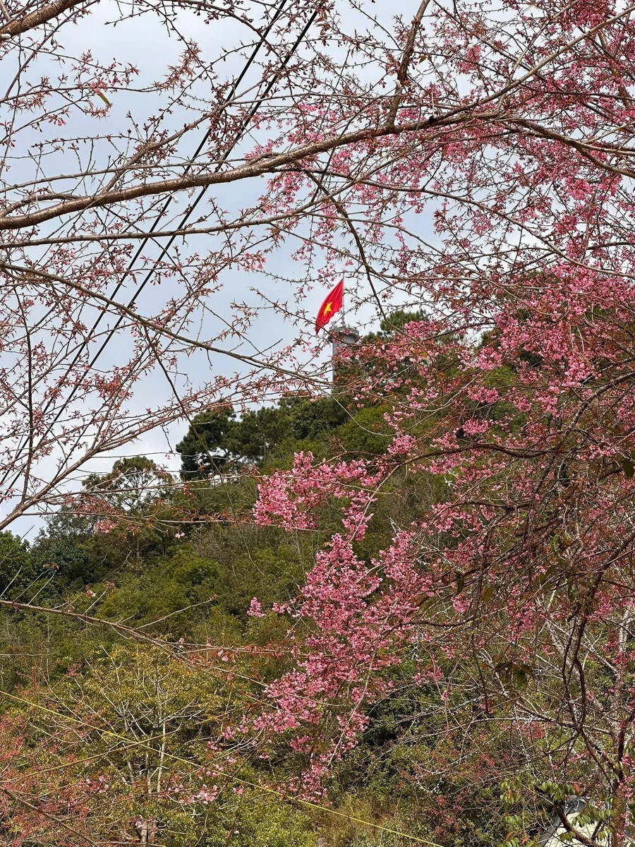 Lần đầu tiên tổ chức Festival hoa mai anh đào tại Tuyên Quang Lần đầu tiên tổ chức Festival hoa mai anh đào tại Tuyên Quang