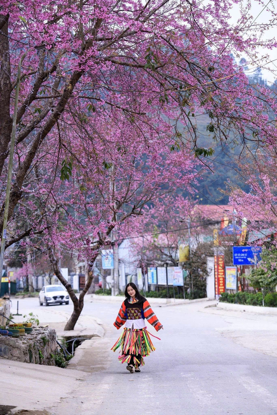 Lần đầu tiên tổ chức Festival hoa mai anh đào tại Tuyên Quang Lần đầu tiên tổ chức Festival hoa mai anh đào tại Tuyên Quang