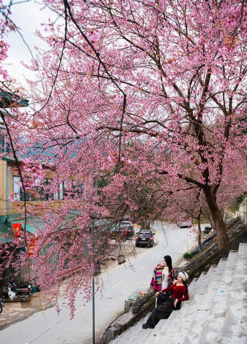 Lần đầu tiên tổ chức Festival hoa mai anh đào tại Tuyên Quang Lần đầu tiên tổ chức Festival hoa mai anh đào tại Tuyên Quang