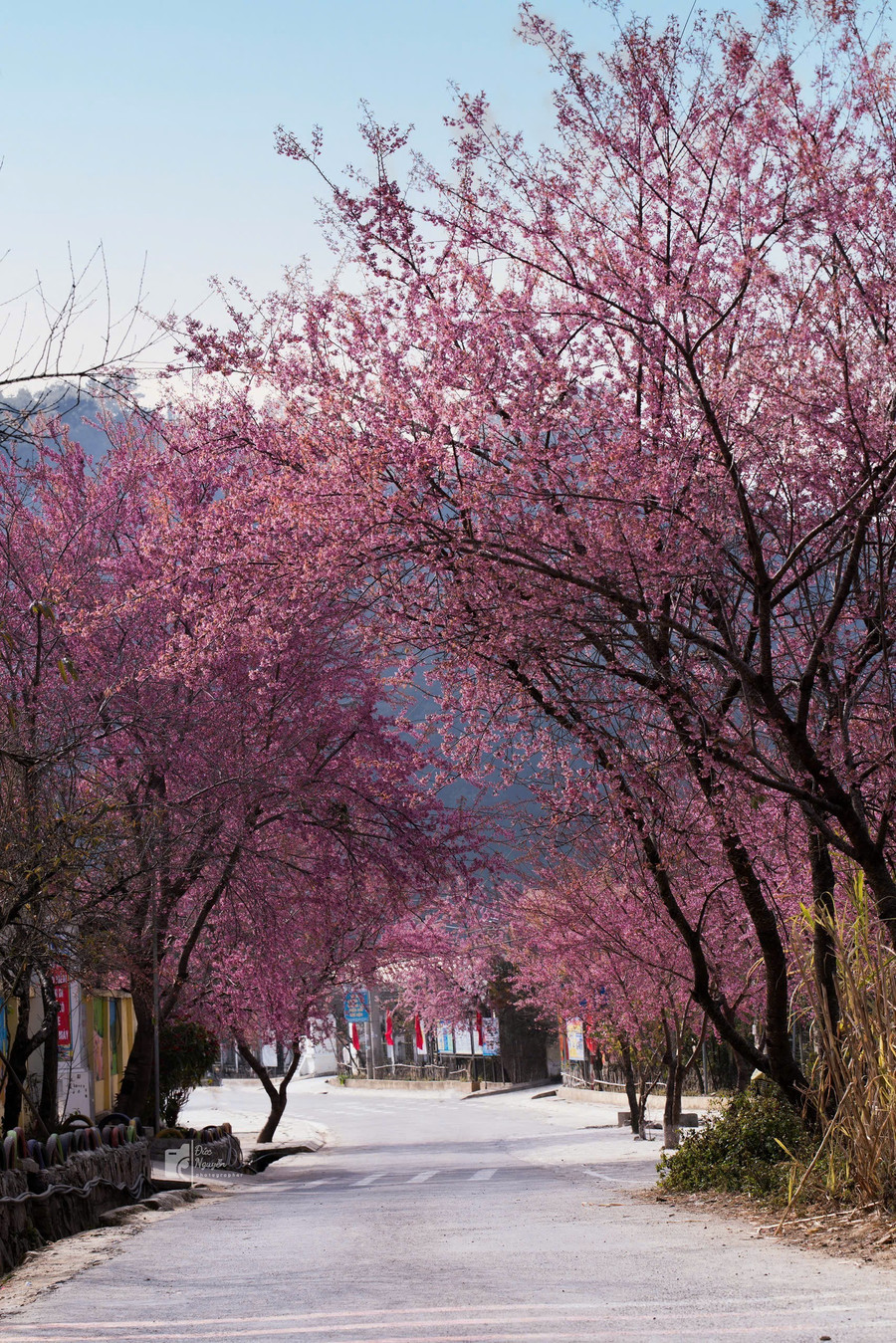 Lần đầu tiên tổ chức Festival hoa mai anh đào tại Tuyên Quang Lần đầu tiên tổ chức Festival hoa mai anh đào tại Tuyên Quang