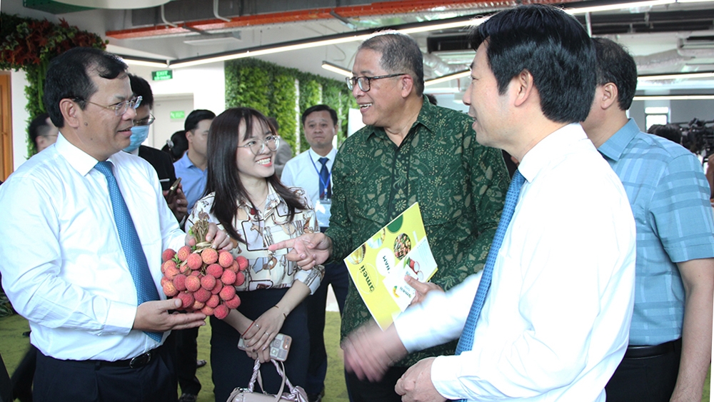 Bắc Giang muốn xuất khẩu vải thiều đến các thị trường “khó tính” Bắc Giang muốn xuất khẩu vải thiều đến các thị trường “khó tính”